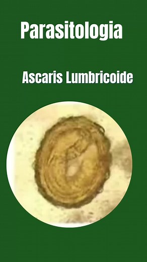 Ovos de Ascaris: Identificação e Infecção