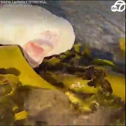 BIZARRE DISCOVERY: The remains of a sea creature with “alien-like” features washed ashore on Bondi Beach in Sydney, Australia. Drew Lambert made the discovery while on a jog with a friend. He said the animal was nearly half a meter long and had lips that resembled a “human” and similar skin as a “shark”. 🥴🦈🌊 | ABC7