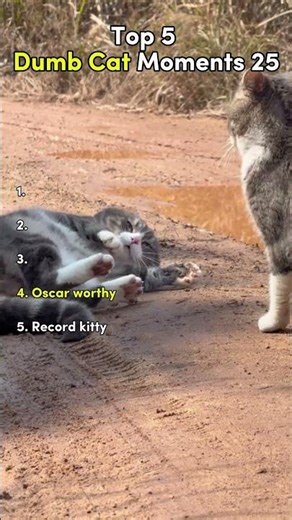 Top 5 Dumb Cat Moments 25