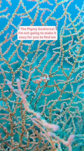 Tiny, shy, and perfectly camouflaged, the pygmy seahorse is proof that magic exists beneath the waves. 🌊🐚 Barely the size of a grain of rice, yet it thrives hidden among sea fans, blending in so flawlessly you’d never notice unless you looked closely. Nature’s tiniest masterpiece in plain sight, if you’re lucky enough to find it. ✨ | Reef Oceanic Adventures