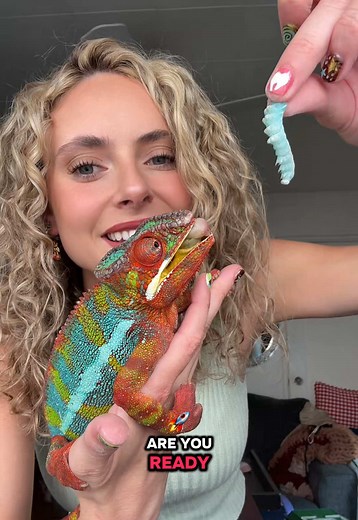 Happy Sunday! Panther Chameleon Care & Cute Moments