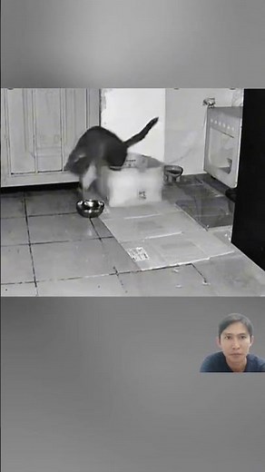 cat and mouse videos #anmals #shortvideo #cat #mouse #short