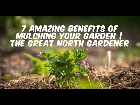 7 Amazing Benefits of Mulching Your Garden _ The Great North Gardener