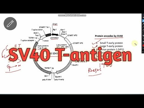 SV40 T-antigen ll CSIR-NET Life science ll xgene & proteinx