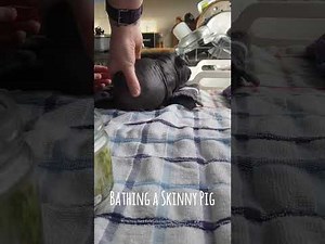 Bathing a SKINNY PIG - Skin Care for Hairless Guinea Pigs!