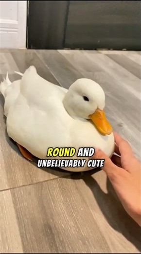 This Tiny Duck Will Instantly Steal Your Heart 😖😳
