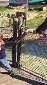 24K views · 76 reactions | My first day at the zoo #like #share #comment #1Mviews #Goviral #Funnyvideos #goforyoupage | Reaction time | Facebook