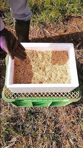【サツマイモ】寒い地域でも大丈夫！長期保存方法【有機農家直伝！無農薬で育てる家庭菜園】 22/11/10 #shorts