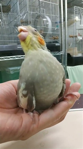 ちょっと前の挿し餌タイム。 #オカメインコ #シナモン #ひな #小鳥 #挿し餌 #文京区 #御茶ノ水 #本郷