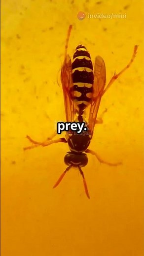 99-Million-Year-Old Wasp Found in Amber!