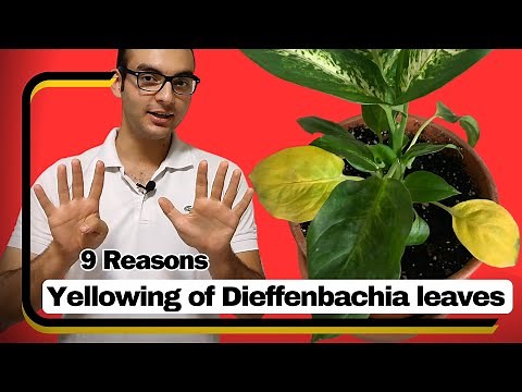 Why Are Your Dieffenbachia Leaves Turning Yellow? | Troubleshooting Guide