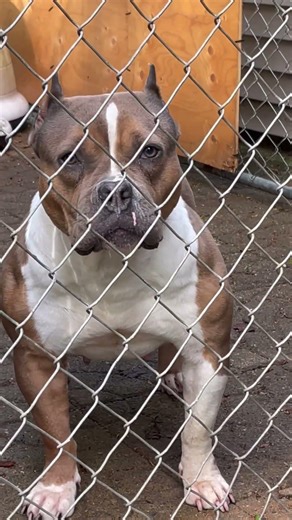 CT’s Premier American Bully Breeder:🔥👑💯#bestbreeder #standardbully #americanbullybreeder