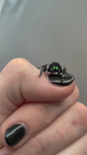 It happens to the best of us. #jumpingspider #matingdance #fyp | Spider Facts