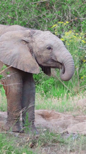 57K views · 2K reactions | The antics of this very cute elephant calf had us all very amused recently. The young calf seems to have mastered a wide variety of complex yoga poses! #elephant #yoga #funny #cute #wildlife #nature ##safari #kariegagamereserve #travel #holiday | Kariega Game Reserve | Facebook