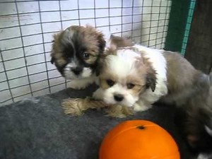 Lhasa Apso Puppies For Sale In Pa.