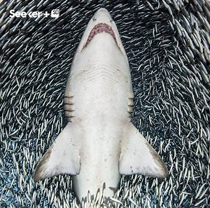 340K views · 1.7K reactions | These underwater photos provide a stunning glimpse into the aquatic world. | Seeker by The Verge | Facebook