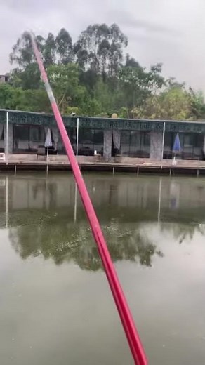 [Pole Rod]My new rod Daiwa Red Tiger, feeling good!