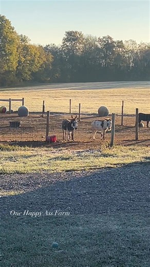 413K views · 20K reactions | Love life on the farm with donkeys. #fbreels #music #onehappyassfarm #donkey #fblifestyle | One Happy Ass Farm | Facebook