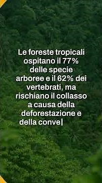 Rainforest Regeneration: Hope for the Earth