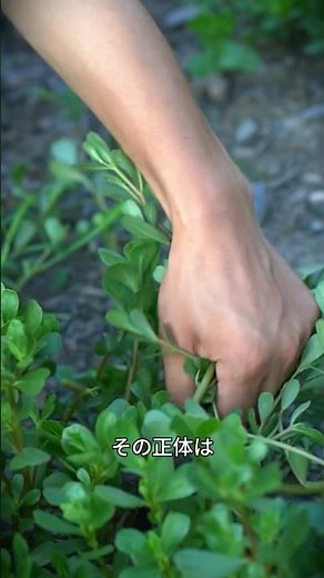 [Purslane Dishes] The weed I thought was just a weed turns into an exquisite Korean pancake!