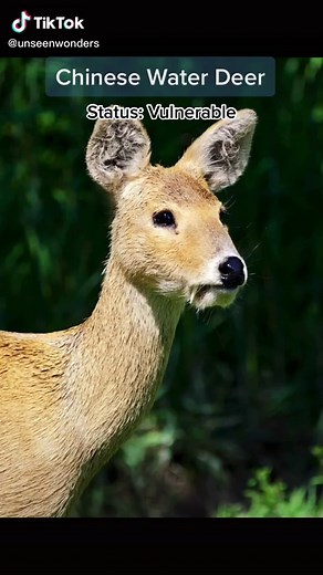Meet the Vampire Deer: Rare and Endangered Animals of Peru