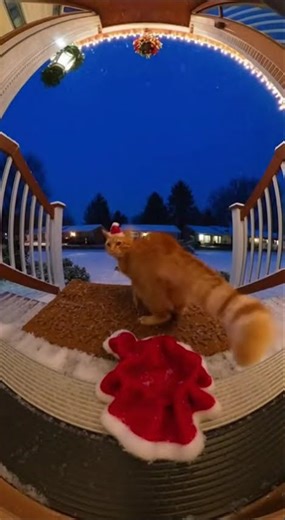 Grumpy Cat's Christmas Costume Meltdown