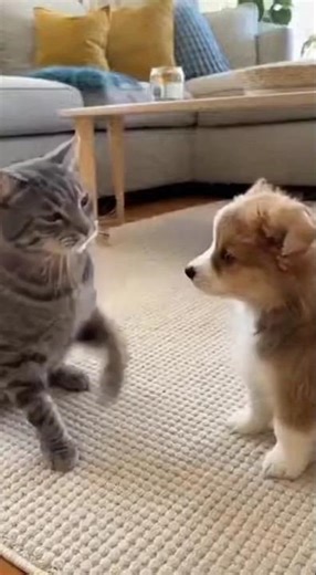 Naughty Cat Slaps Puppy — Then Instantly Acts Innocent When Daddy Dog Arrives 😂🐶🐱 #funny #cat #cute