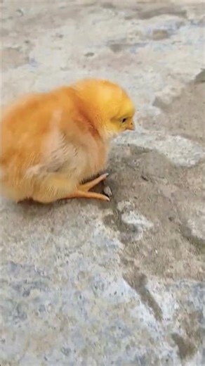 mafia #music #viral #cute