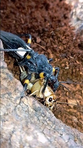 Assassin bugs attacks (Клопы хищнецы атакуют). #insects