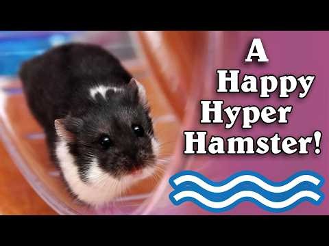 My First Final Cut Pro Video! "A Happy Hyper Hamster"