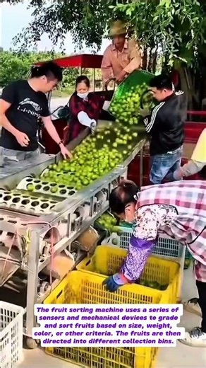 Fruit Sorting Machine: Automating Fruit Grading
