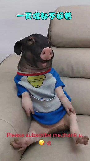 Cute Pig Compilation - Funny and Adorable Pig Videos