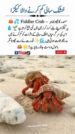 Meet the Fiddler Crab 🦀💦 – The Drought-Busting Crab! | AmazingNatureShorts#FiddlerCrab #Wildlife