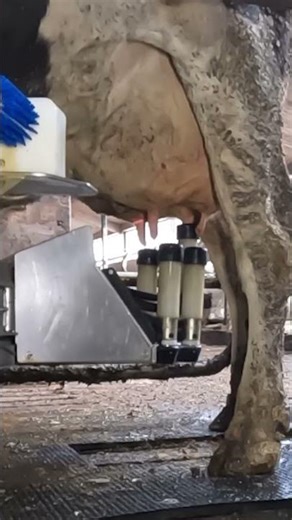 HF cow milking with computer machine # Hf गाय दुहना कंप्यूटर मशीन के साथ #hfcow #dairy house #talu