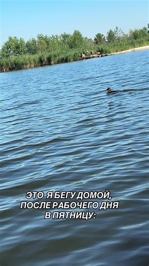 Duck Swimming Gracefully in Natural Waters