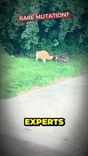 This Blonde Raccoon Is Breaking the Internet #BlondeRaccoon
