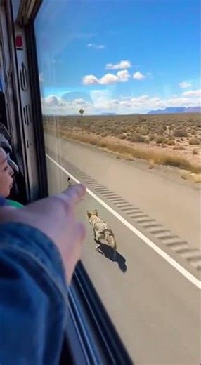 🚌🐺 Cartoon on the Road! Coyote Chasing Roadrunner! #funny #coyote #roadrunner #wildlife