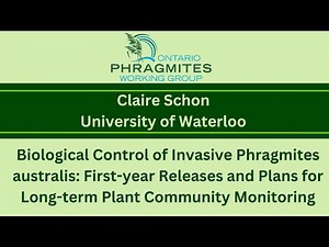 Biological Control of Invasive Phragmites australis: First-year Releases and Long-term Monitoring