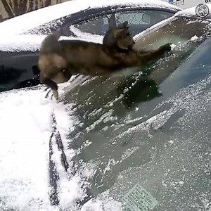 These cats are having SO much fun in the snow! 😍🌨 | Amazingly Cat