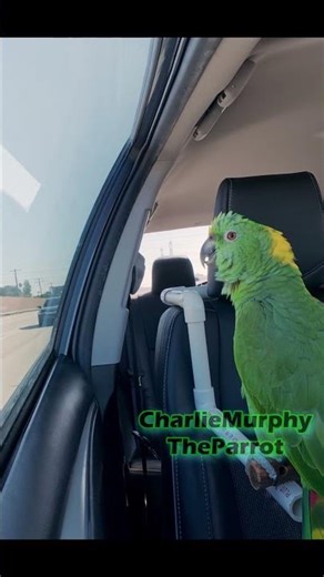 Parrot singing a quick opera #parrot #parrottalking #talkingparrot