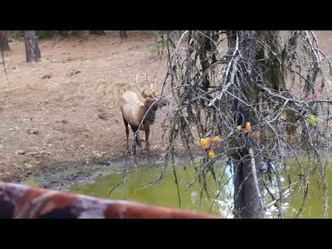 Bow Elk Hunting in Ukiah Oregon