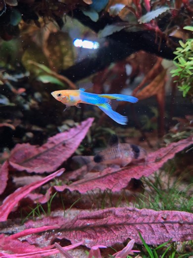 Stunning 180L Aquarium with Colorful Aquascape