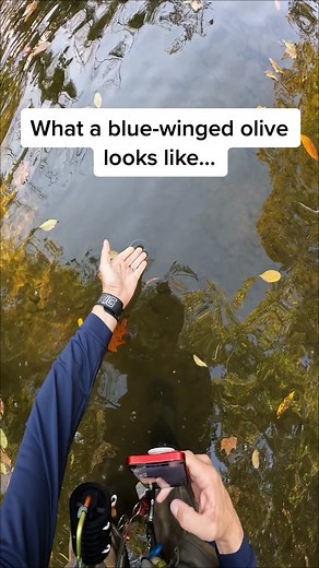 Blue-winged Olive fly a collective term used by anglers to identify a broad array of mayflies having olive, olive-brown bodies and bluish wings in their adult form. The key to a BWO hatch is the size! #bluewingedolive #mayfly #flytying #flytyingjunkie #troutfishing #troutflyfishing #flyfishingtiktok #flyfishingtrout #troutfish #rainbowtrout #rainbowtroutflyfishing #flyfishingnation #flyfishinglife #fishingadventures #flyfishingtips #fishingtiktoks #fishingcontent #fishingtime #flyfishingbum #fly