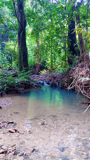 borneo survival on TikTok