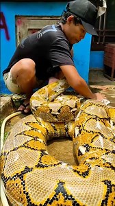 Python 🐍 taking Bath #subscribe #pleasesubscribe #phython #snakebattle