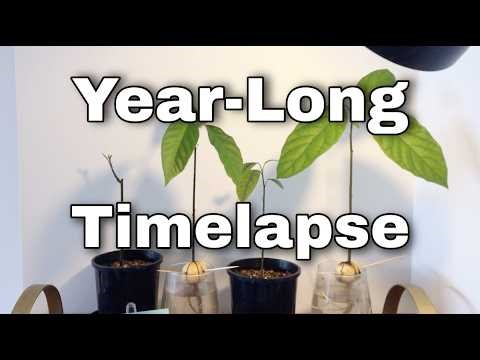 The Year-Long Avocado Timelapse