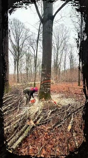 💯The fall of a dry tree in the forest