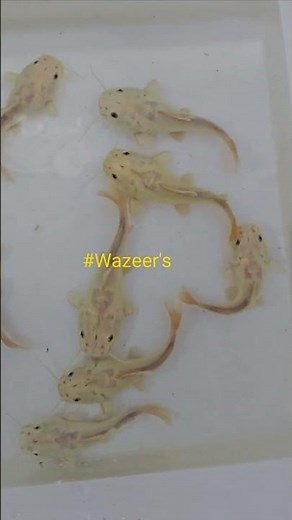 🔥 LEGENDARY ARRIVAL!🔥 💎 The Platinum Redtail Catfish has just dropped. #PlatinumRedtailCatfish