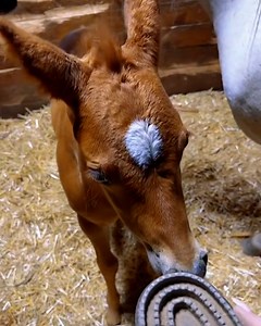 325K views · 9.2K reactions | They love the booty scratches!  | Furry Tails | Facebook