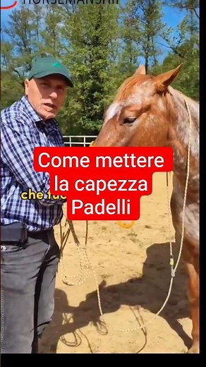 How to put on a halter: Tips#matteonihorsemanship